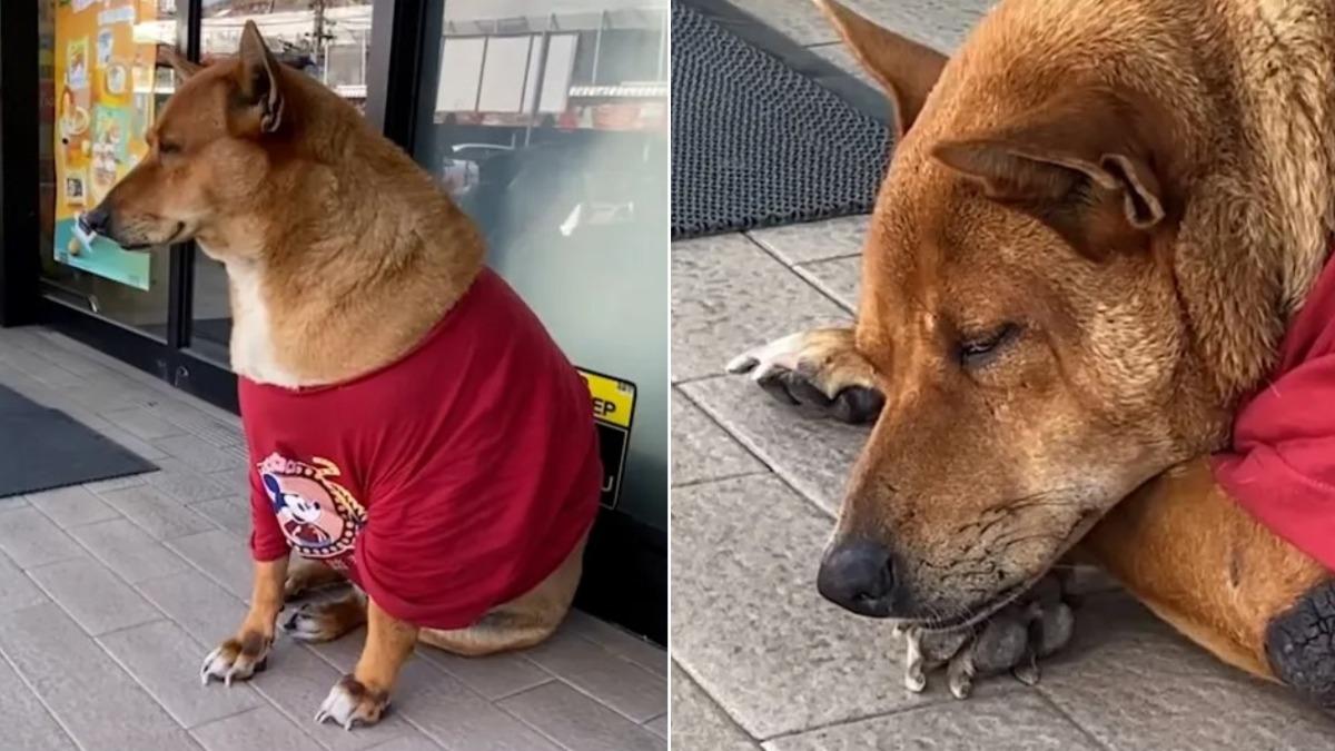 泰版「忠犬八公」!狗狗不知主人病逝 癡守超商門口拒離開