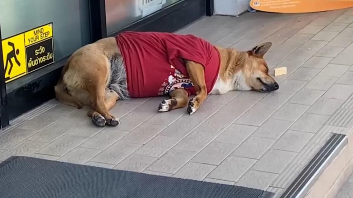 身穿紅色衣服的Moo Dang有時跟路過民眾互動、有時趴在地上休息。(圖/翻攝自YouTube@ข่าวช่องวัน)