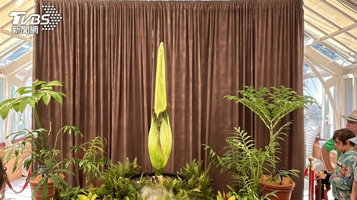 睽違15年!雪梨「屍花」將綻放 民眾朝聖搶聞濃郁腐臭味