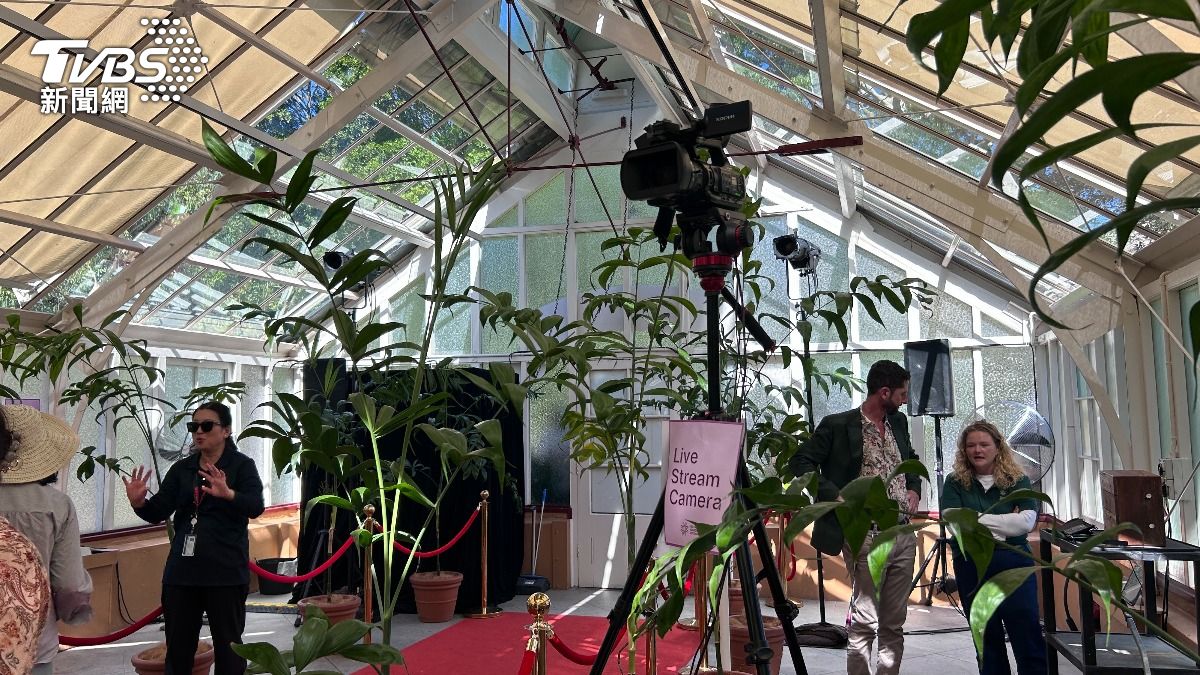 雪梨皇家植物園24小時網路直播「屍花」(corpse flower)現況 。(圖/中央社)