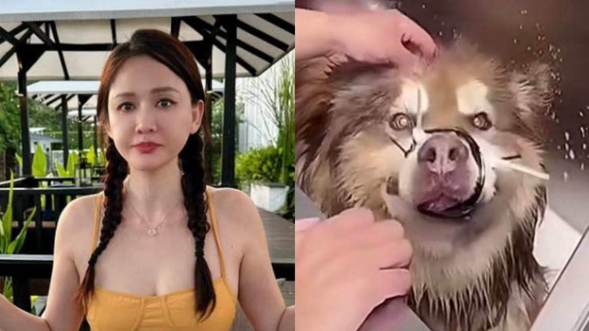 6歲狗「纏嘴洗澡」致死全直播 陳喬恩控網紅虐狗:親眼看場謀殺案