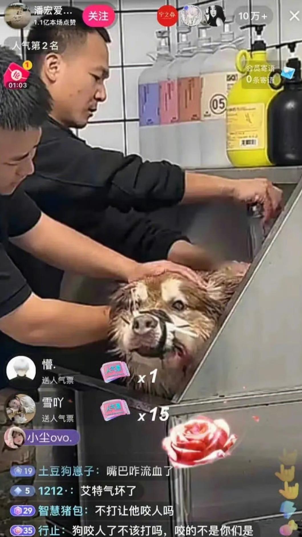 潘宏直播幫狗洗澡引發爭議。(圖/翻攝自微博)