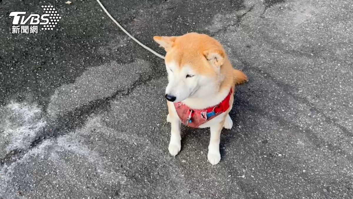 有片/基隆柴柴坐路邊險遭貨車輾頭 捲入車底駭人畫面曝
