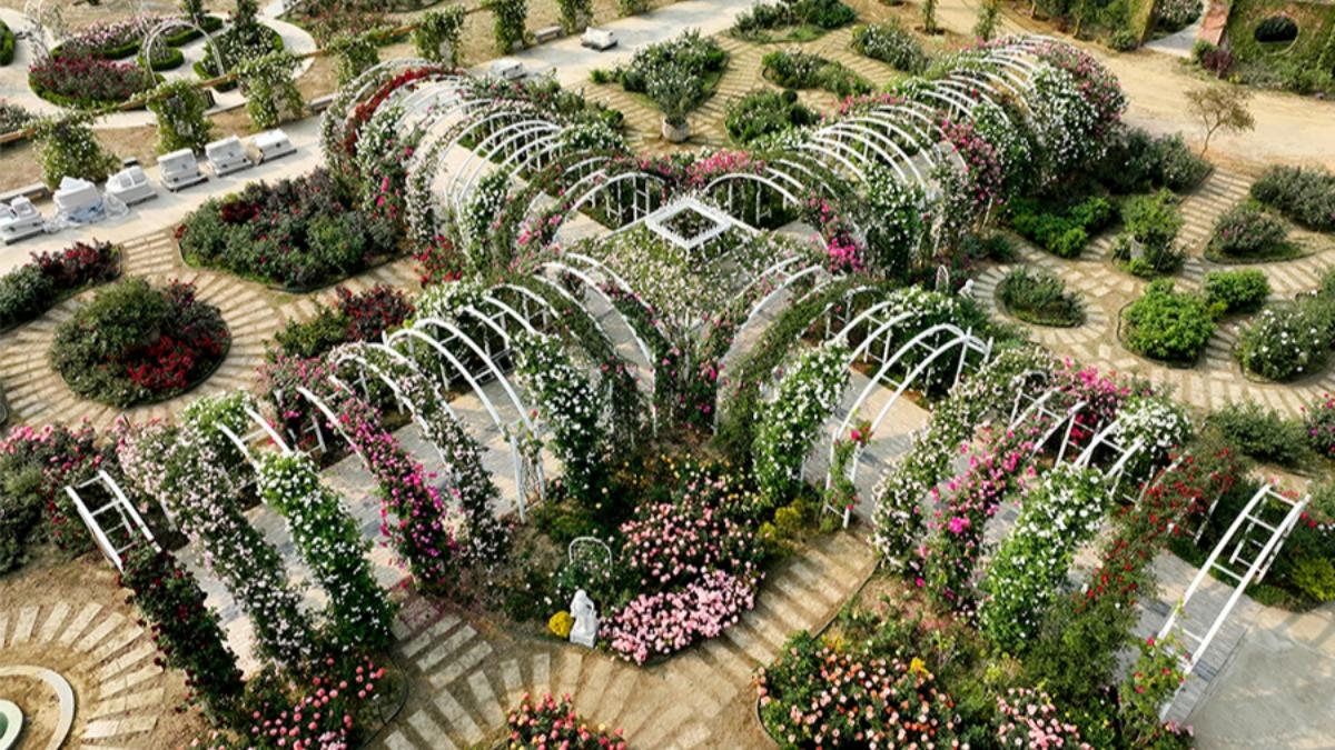 台南「雅聞湖濱療癒森林」擁有全台最大玫瑰花園。(圖/翻攝自雅聞倍優官網)