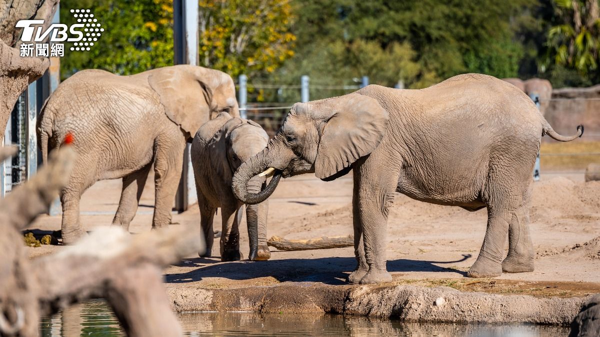 美5頭動物園大象爭自由 法院竟駁回:非人類「沒權利要求」