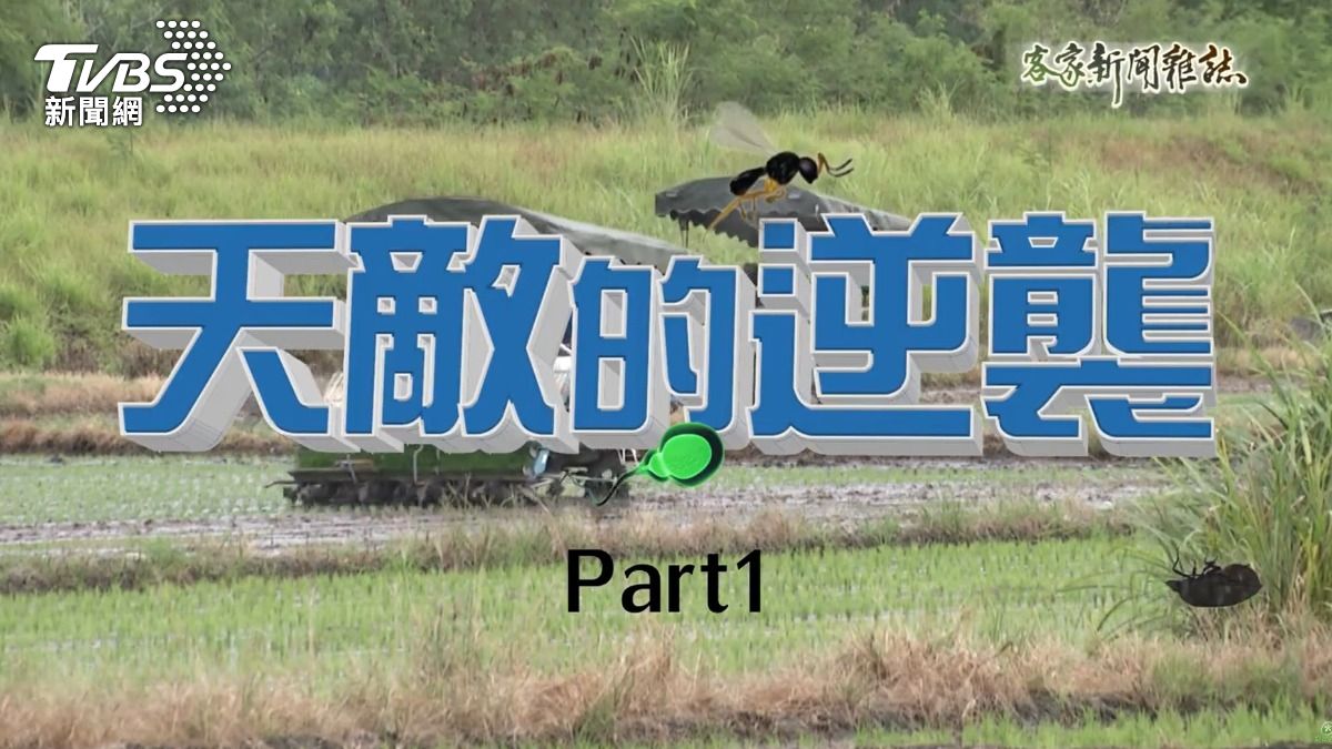 第8屆全球華文永續報導獎/天敵的逆襲
