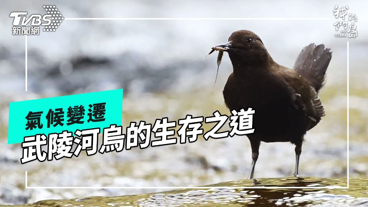 第8屆全球華文永續報導獎/武陵河烏啟示