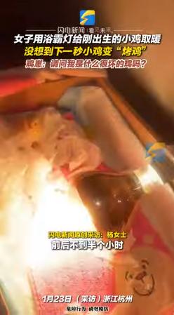 女子給小雞照燈取暖。(圖/翻攝自微博)