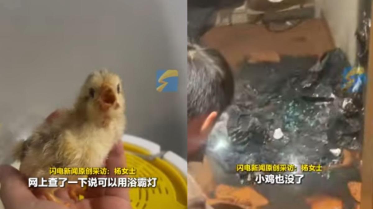 她怕小雞冷照燈取暖!不到半小時…「燒成烤雞」飄炭香