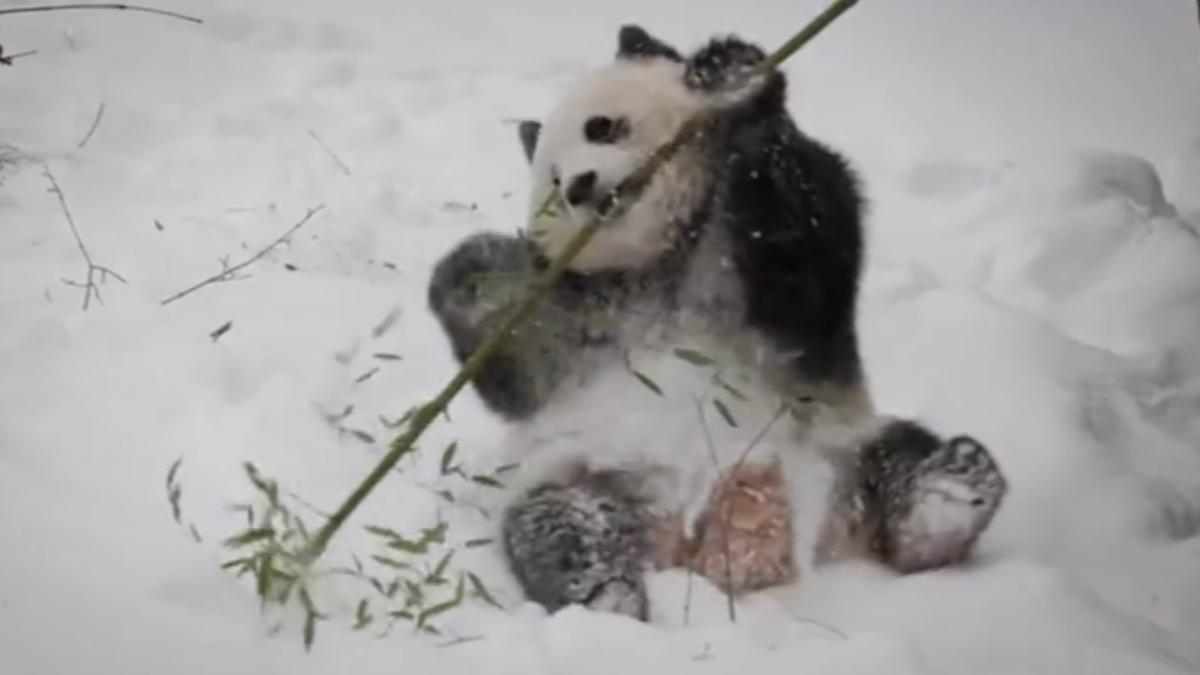 圖/翻攝自 微博