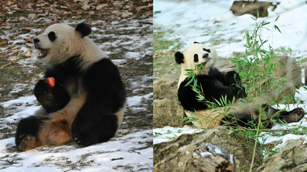 中國貓熊外交再出擊 華府動物園首亮相「寶力、青寶」