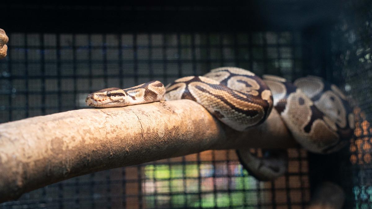 生態箱維持溫度在30度左右。（圖／北市動物園提供）