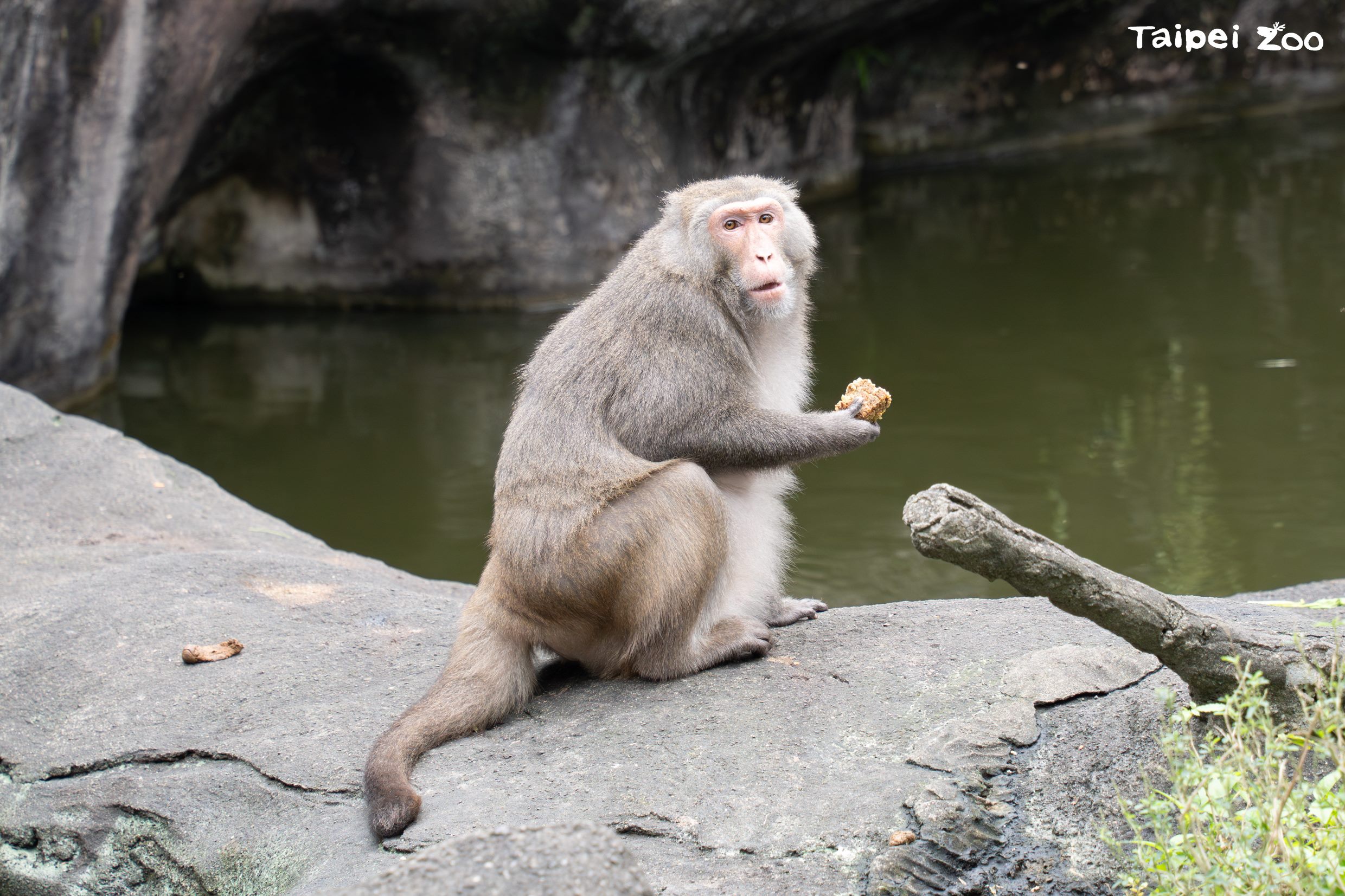 台北市立動物園-木柵動物園-動物園獼猴-木柵動物園過年