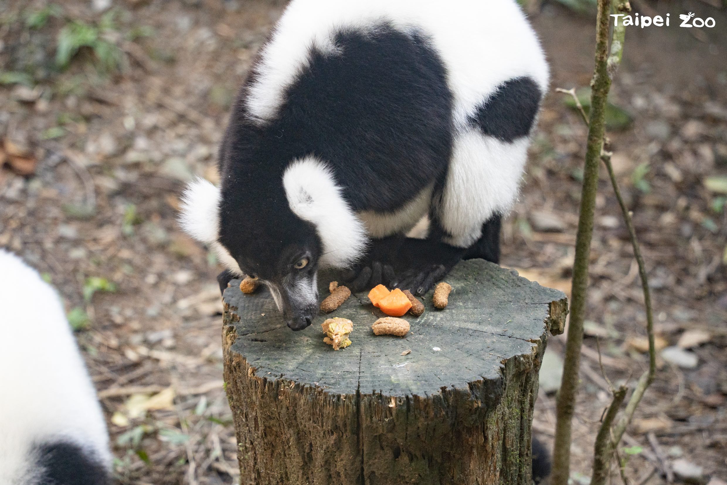台北市立動物園-木柵動物園-動物園狐猴-木柵動物園過年