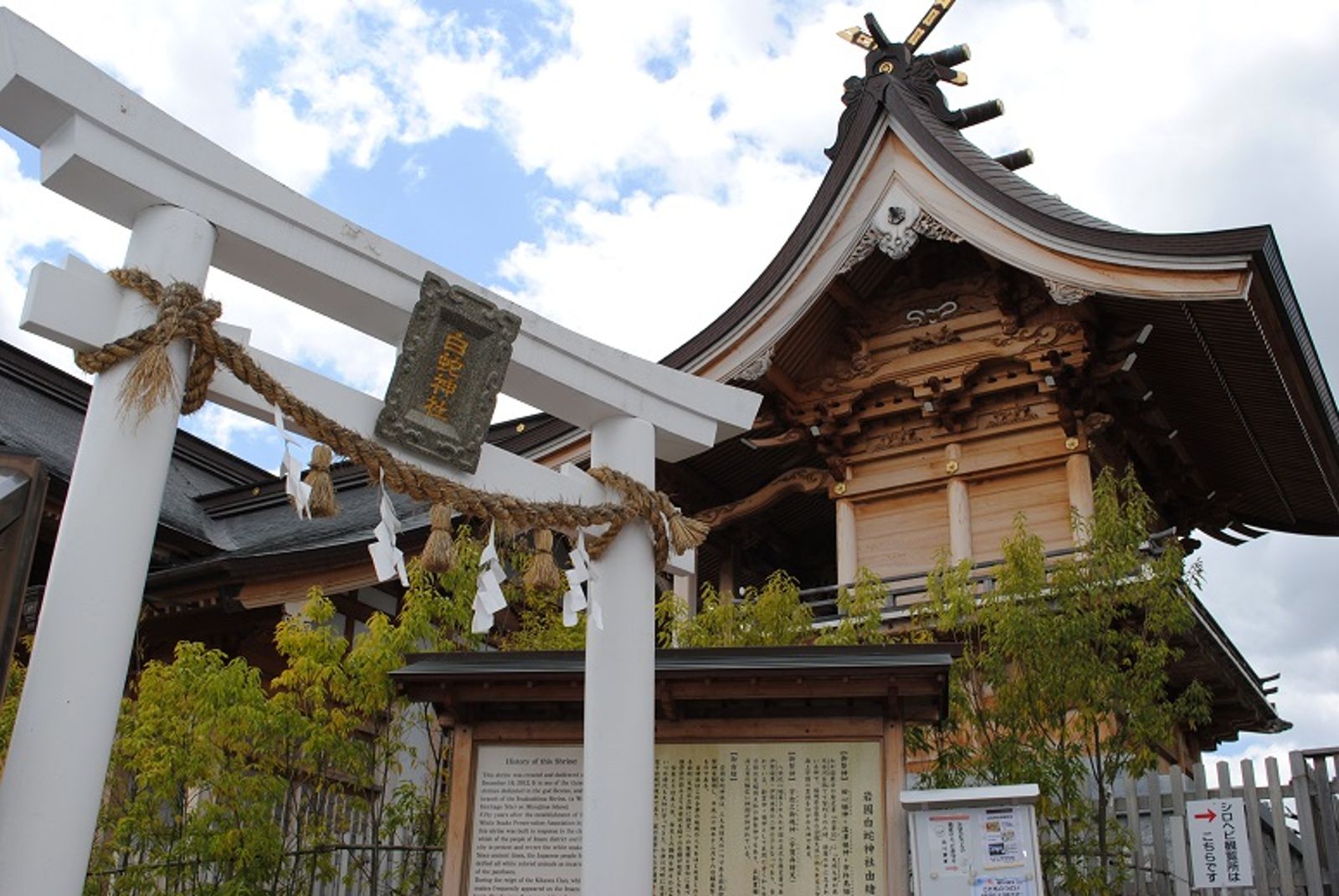 日本人今年都來這參拜!唯一有「活體白蛇」神社 御守藏蛇皮超招財