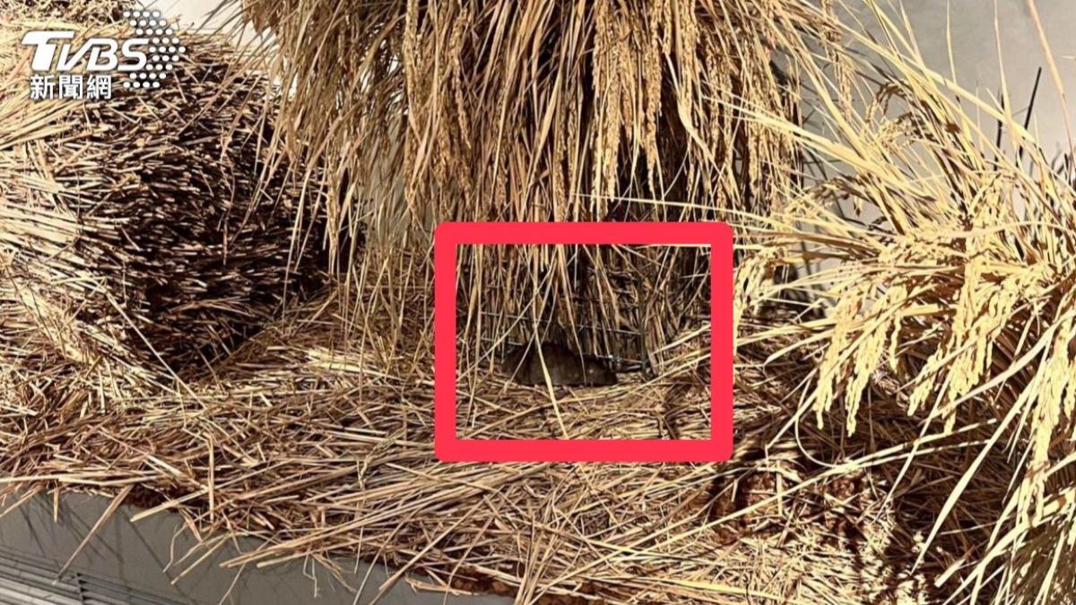 獨/北市餐廳爆稻草堆中「多隻大老鼠亂竄」 噁心畫面全錄下