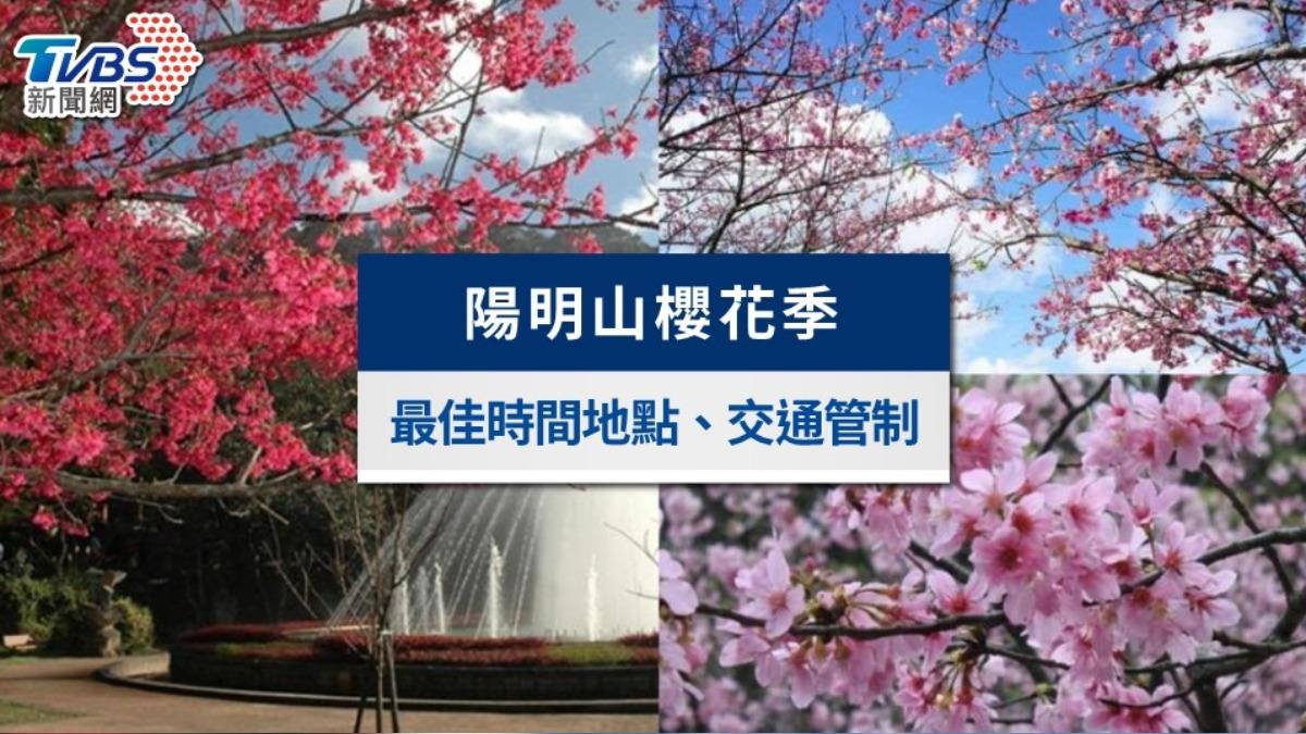 【2025陽明山櫻花季】最佳賞櫻時間地點、交通管制一次看