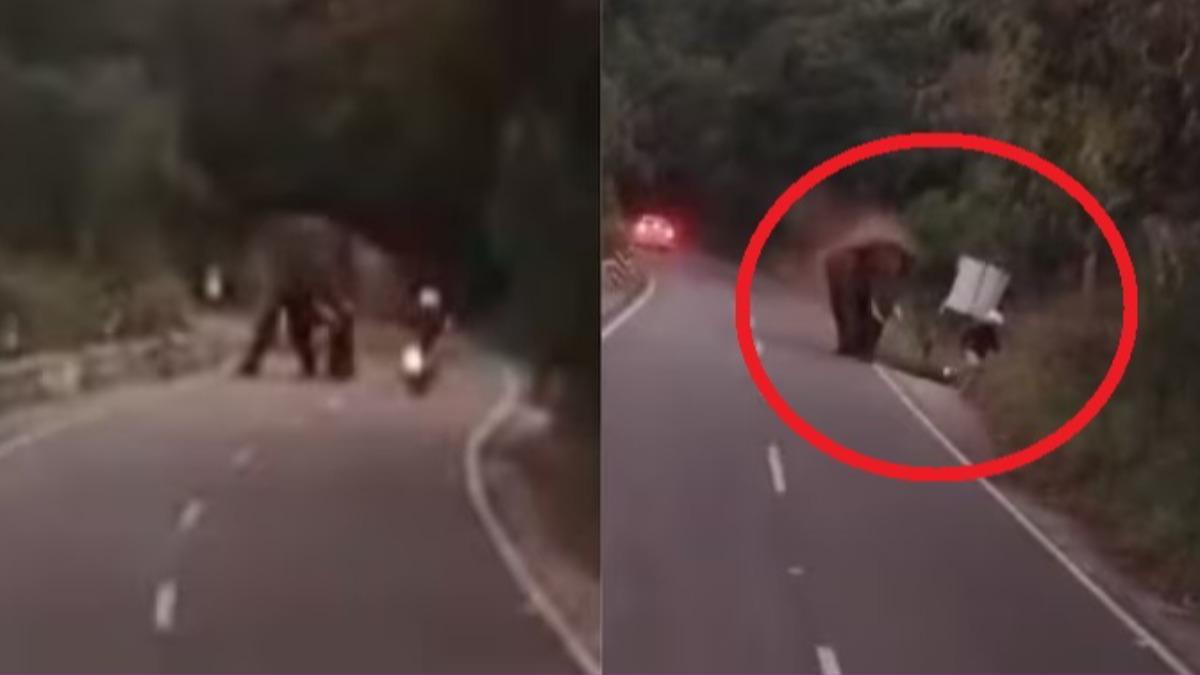 有片/大象出沒!遊客不顧警告硬闖 下秒被「甩飛重摔」慘死