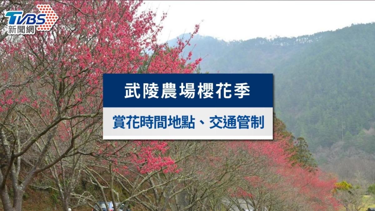 【2025武陵農場櫻花季】賞櫻時間、櫻花品種、專車交通管制攻略