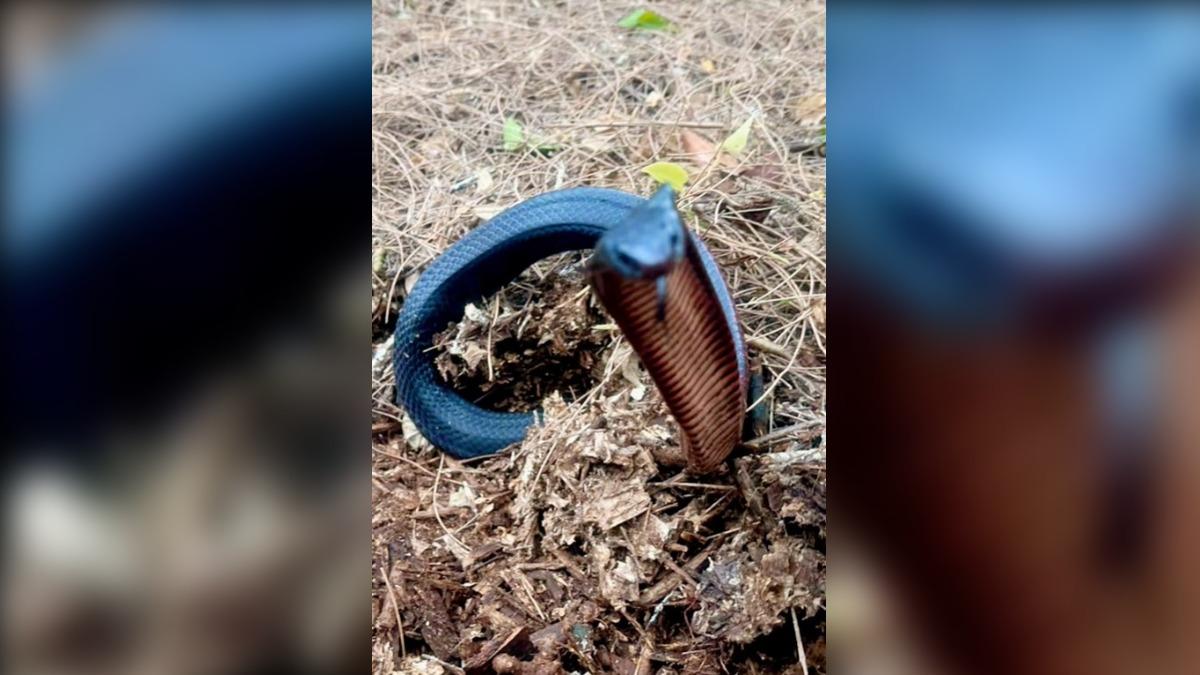 赤腹伊澳蛇。(圖/翻攝自 FB Reptile Relocation Sydney)