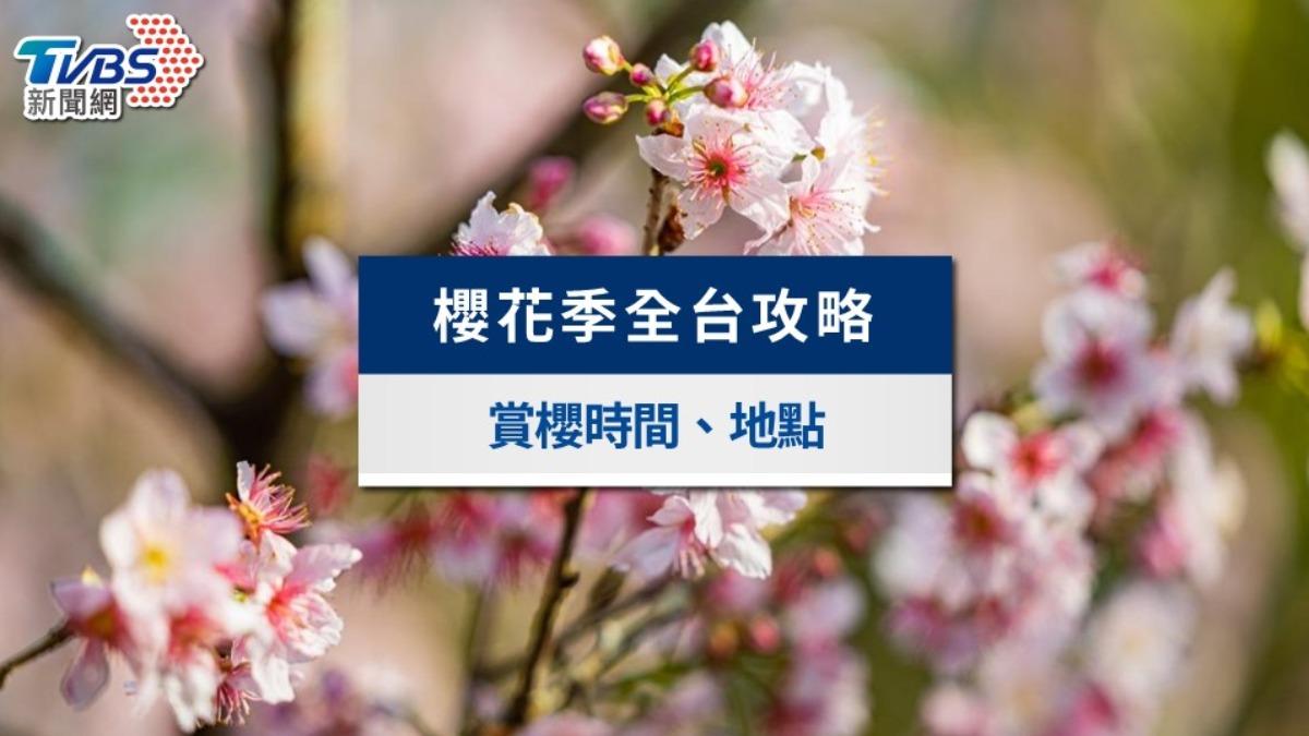 台灣櫻花季時間攻略》2025北中南賞櫻時間地點、即時花況一次看