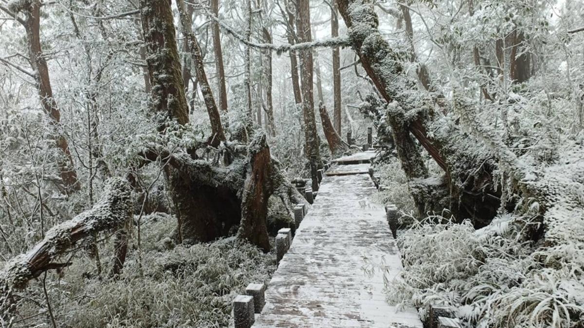 太平山零下2度飄冰霰!絕美銀白世界曝光 2千遊客瘋追雪