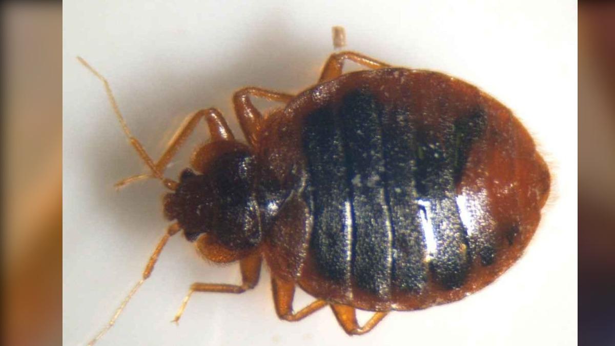 遊日注意！觀光客越來越多　床蝨臭蟲問題暴增「被咬到奇癢難耐」