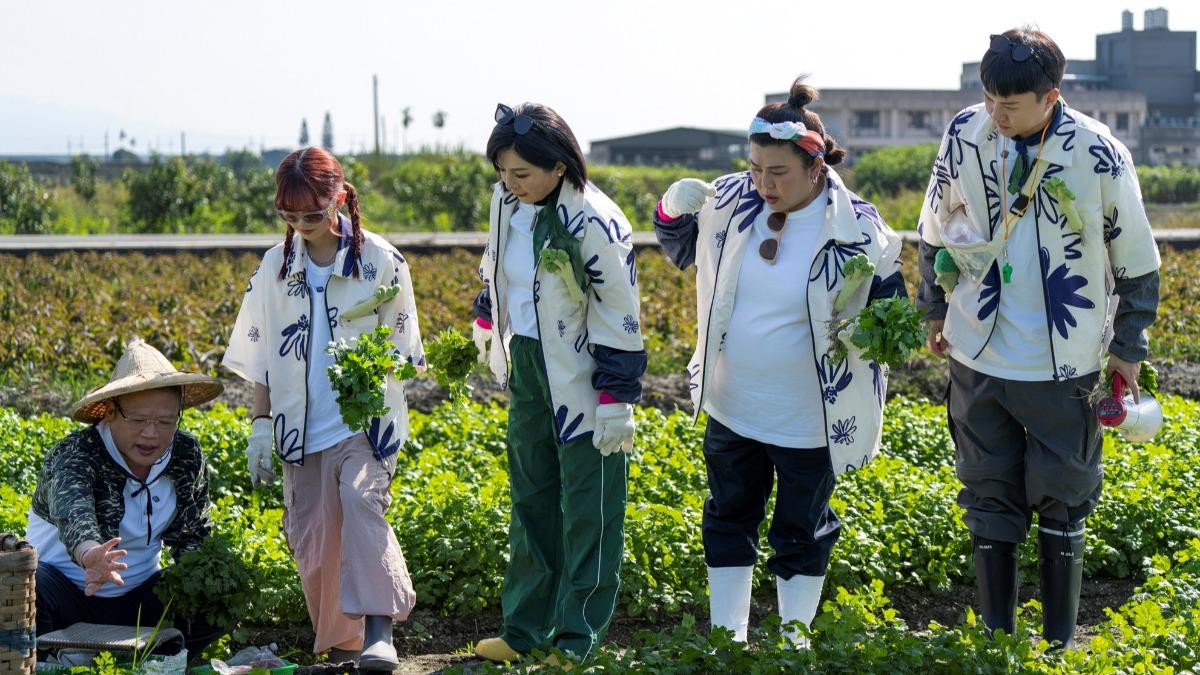 許富凱(右起)、林美秀、王彩樺、黃于庭踏入香菜田。(圖/三立提供)
