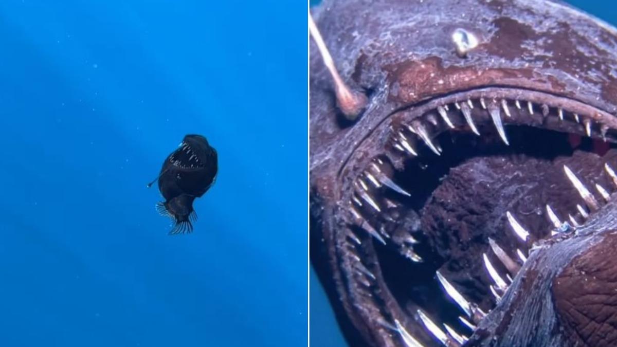 深海黑魔鬼魚罕見現蹤海面 「尖牙大嘴」真面目曝光