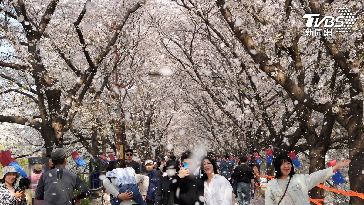 2025韓國櫻花預測出爐!濟州島最先開花 最佳賞櫻時間看這