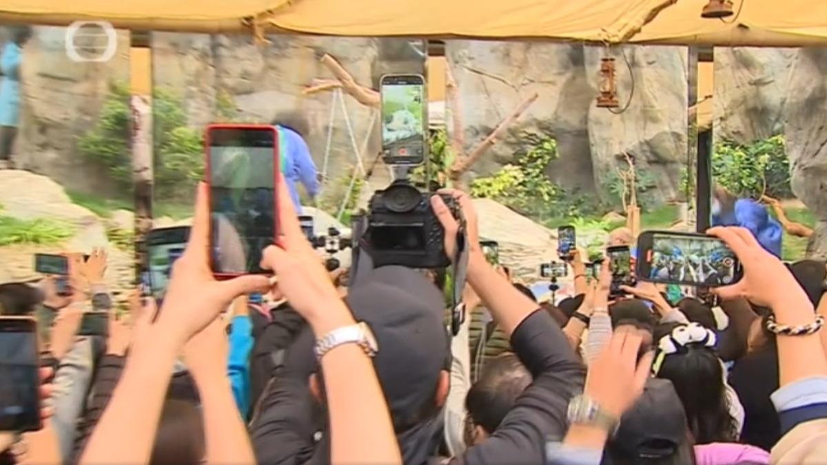 雙胞胎貓熊寶寶亮相 排隊人龍（圖／TVB）
