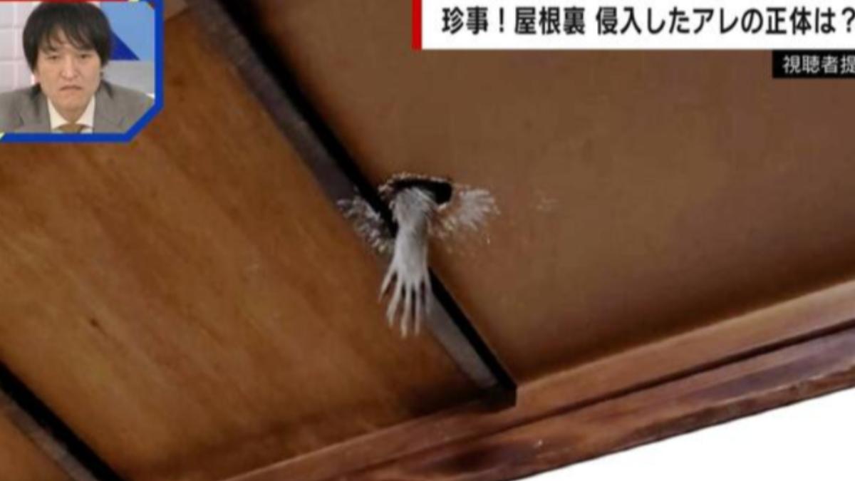 民宅天花板探出「詭異白手」嚇壞住戶 專家示警:千萬別靠近
