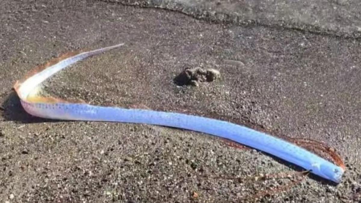 災難預言?西班牙群島現罕見末日魚 日本大地震前也出現過