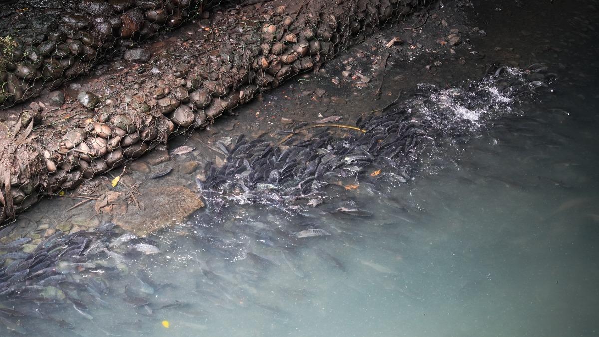 瓦磘溝湧現爆量魚群。（圖／翻攝自新北市政府水利局）