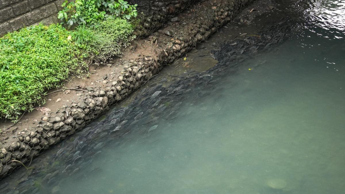 「密密麻麻」的魚群。(圖/翻攝自新北市政府水利局)