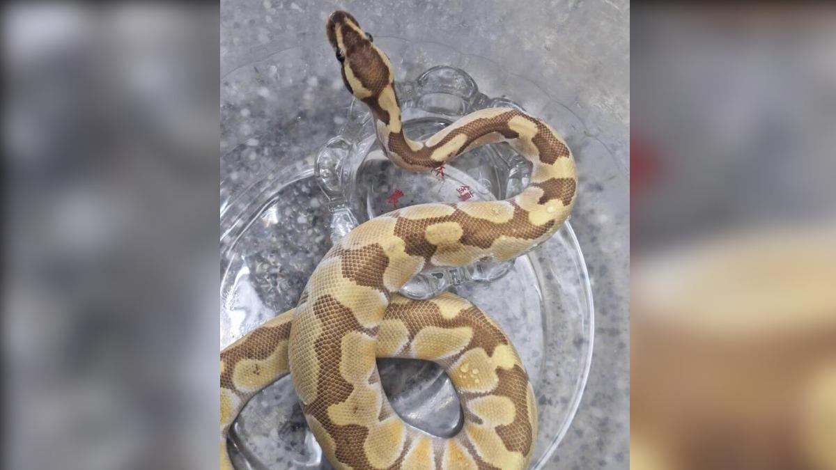消防局委外單位捕獲約70公分長的球蟒。（圖／中央社）