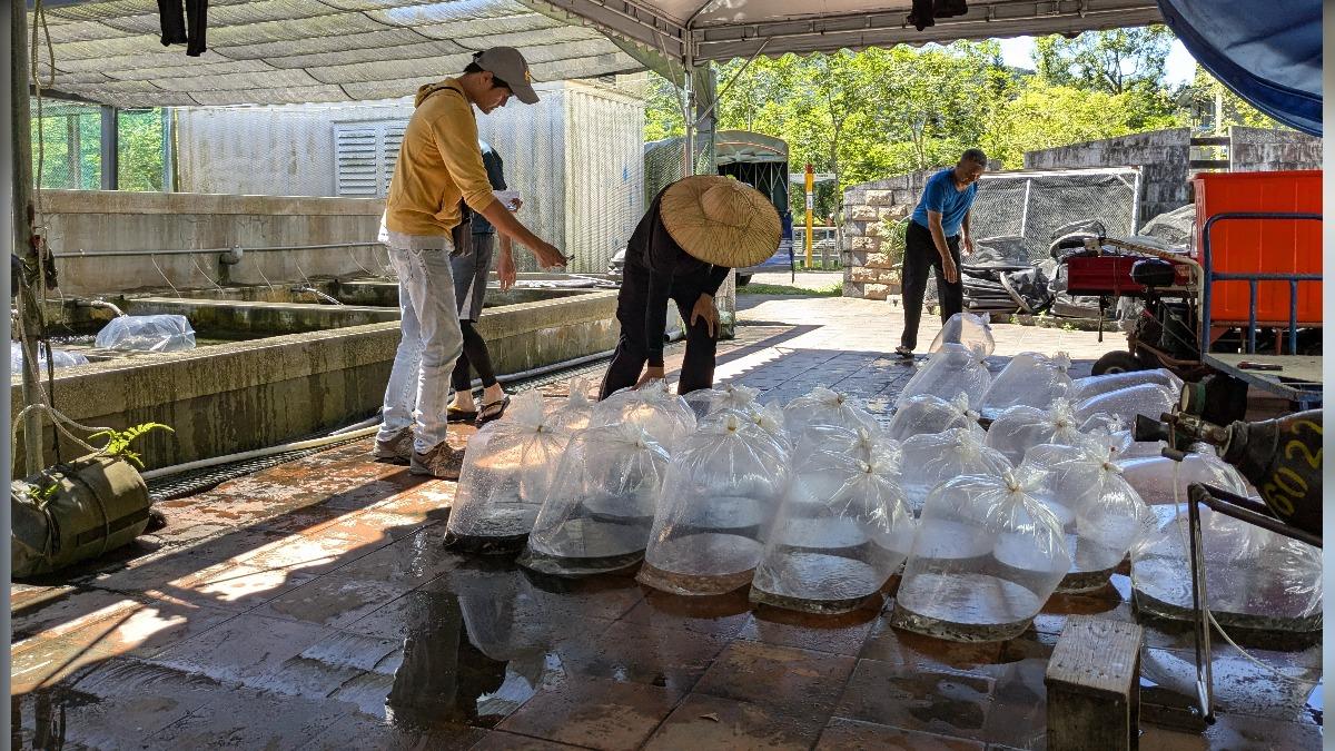 花蓮配售在地魚苗換肉率高、抗病力強 3月1日起開放申請