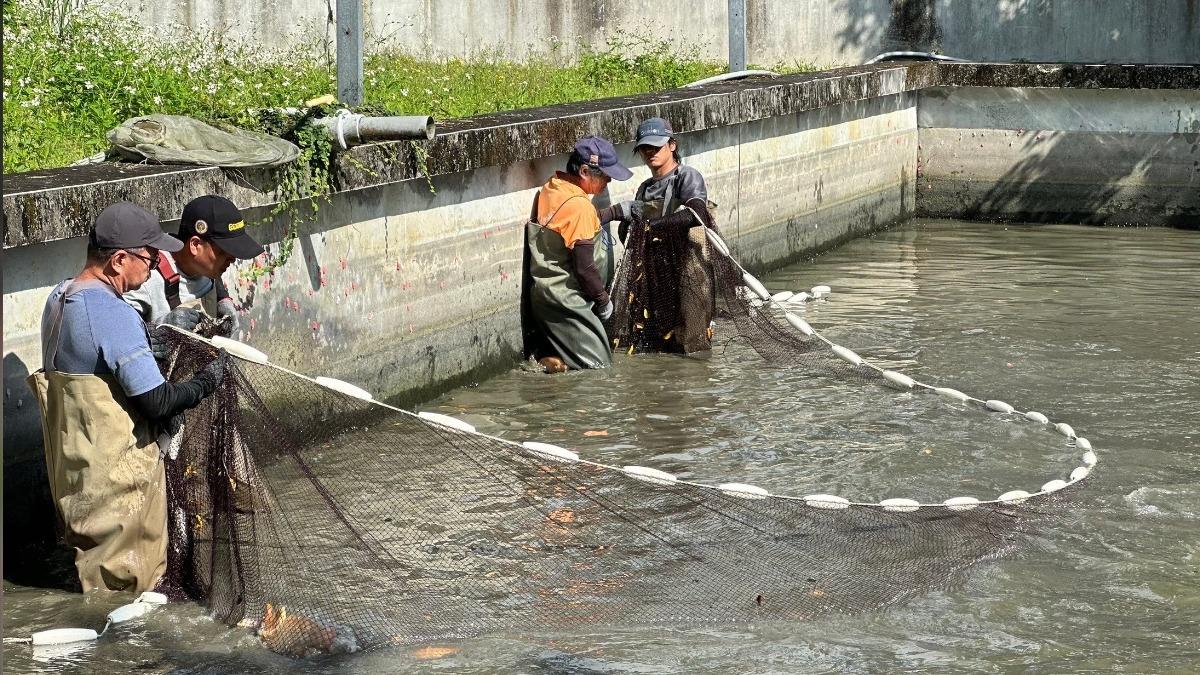 花蓮縣水培所配售優質在地魚苗換肉率高、抗病力強,也是提升相關產業的競爭力。(圖/花蓮縣政府提供)