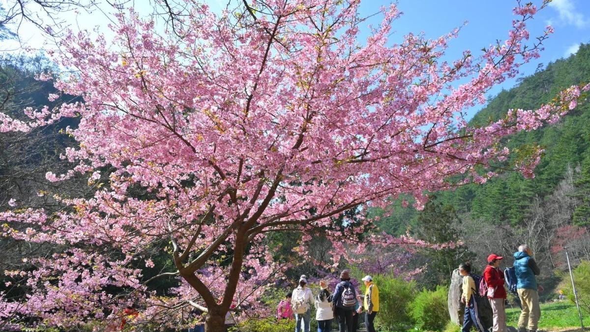 武陵農場櫻花季交管延長至3/2 預計月底將迎花況巔峰