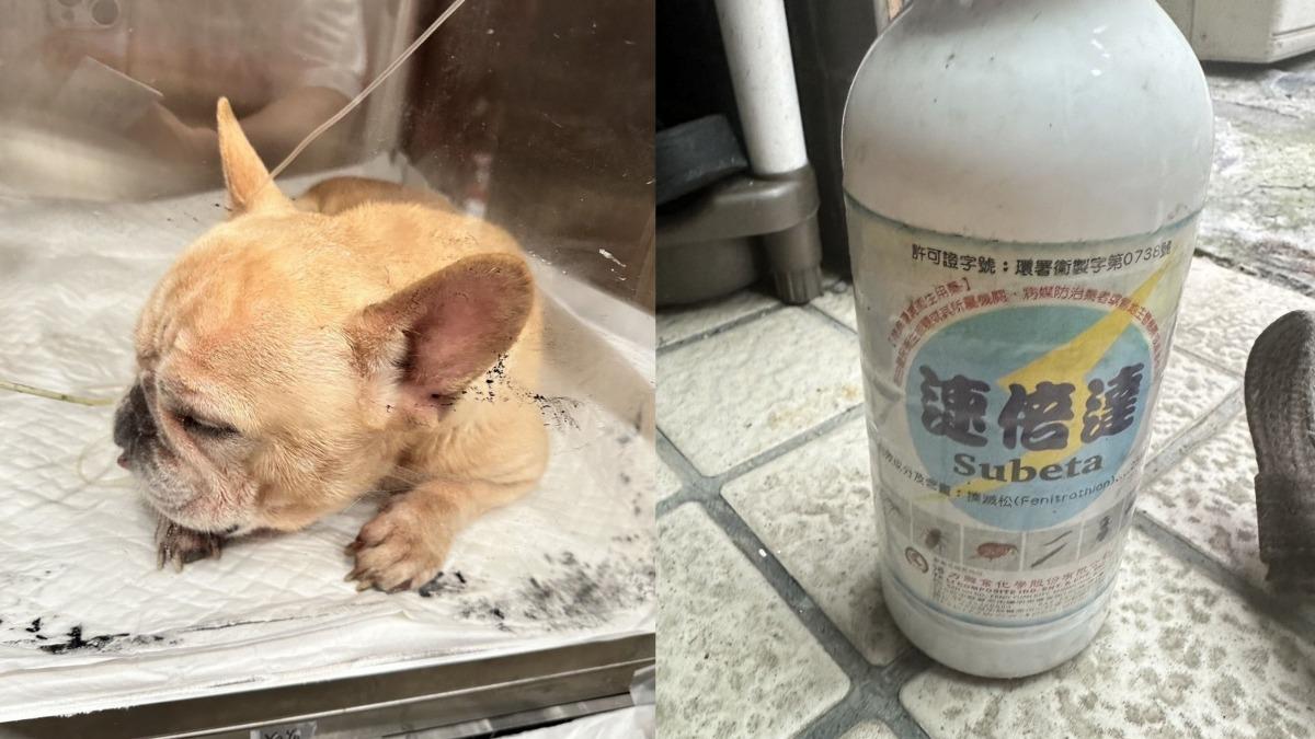 男子強灌狗農藥。（圖／飼主提供）