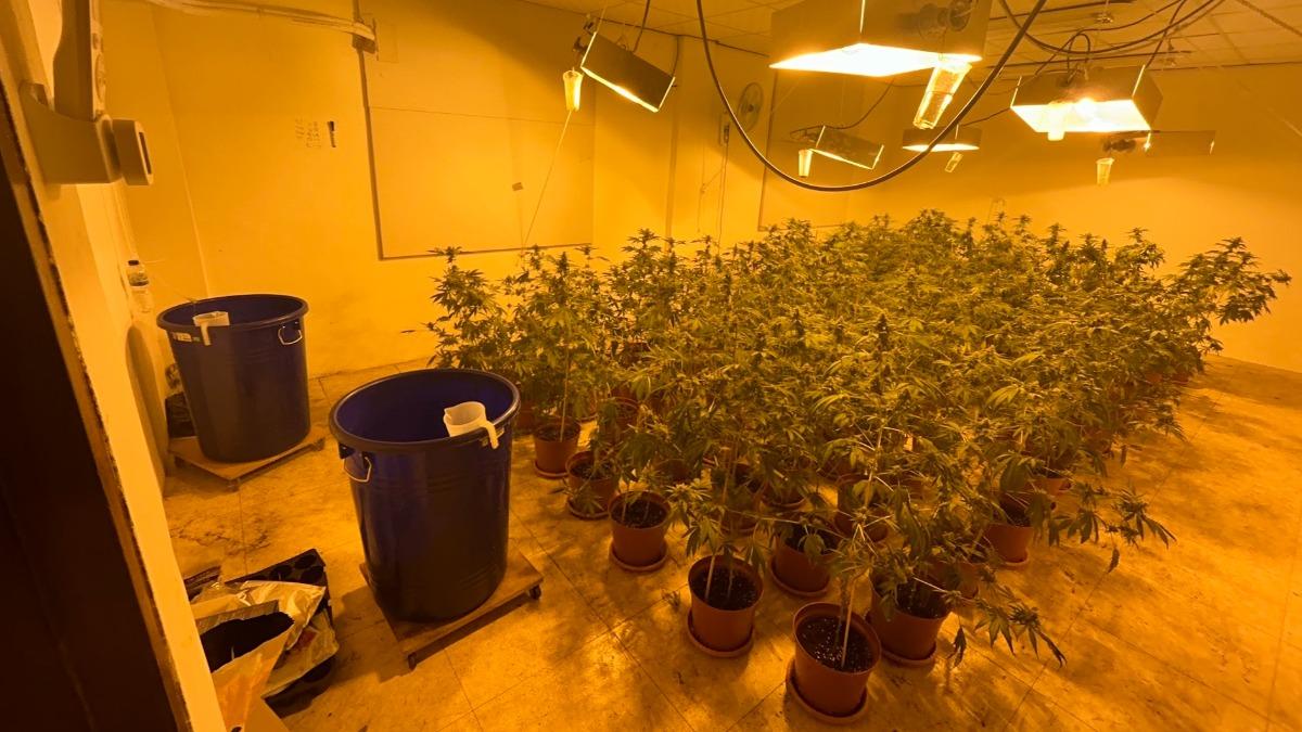 透天暗藏毒農場!自學種大麻還偷電 警查扣250株市價逾億元