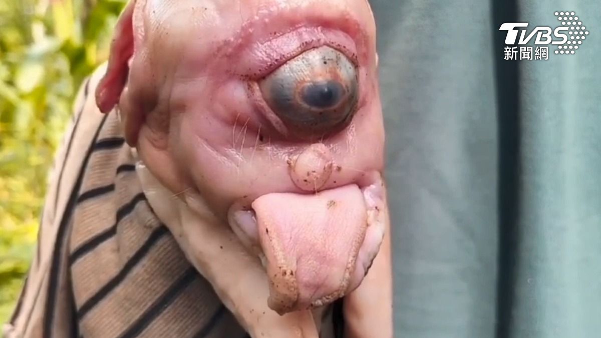 印尼一隻幼豬出生僅有一隻眼睛,外貌激似外星生物。(圖/達志影像美聯社)