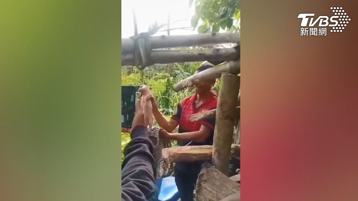當地居民對小豬相當好奇。(圖/達志影像美聯社)