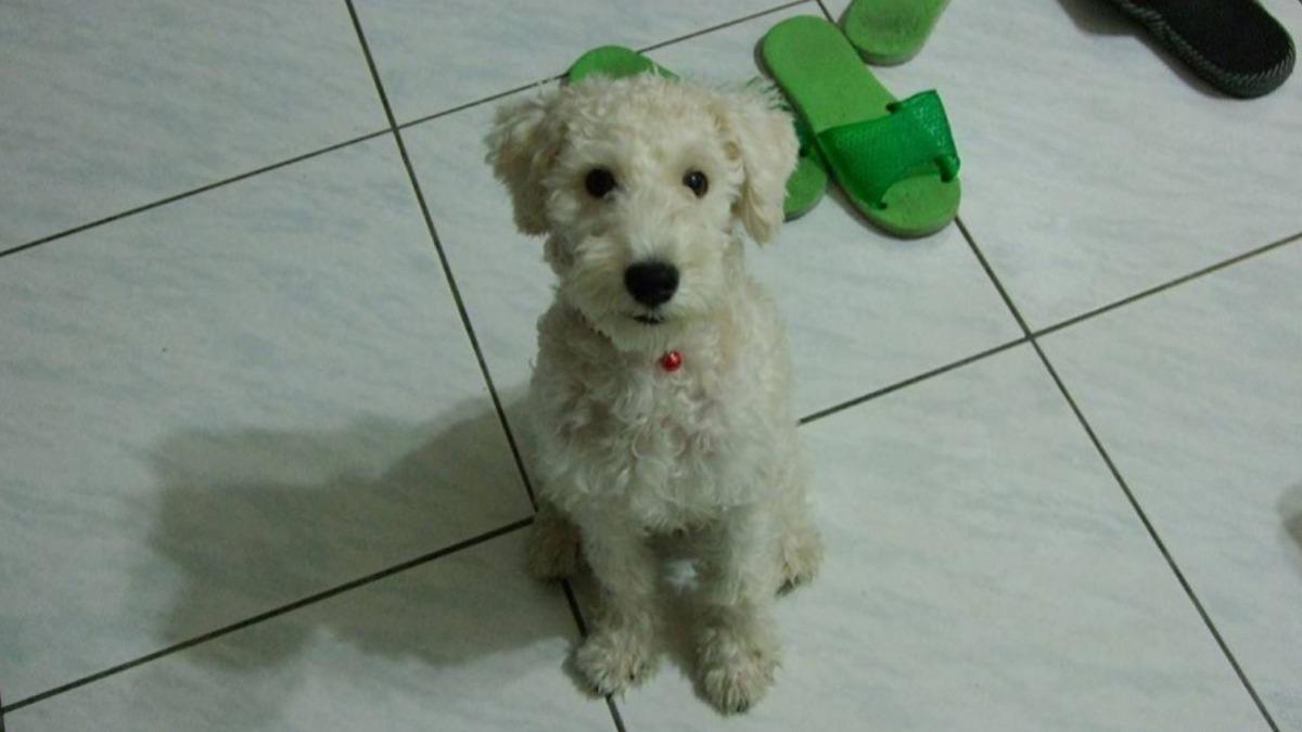 愛犬走失15年仍未放棄!飼主懸賞30萬 只求再見牠一次