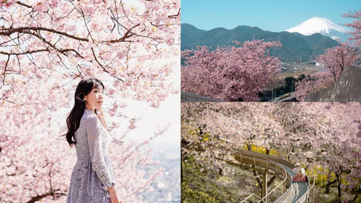 同框富士山!日「櫻花溜滑梯」少女心爆棚 首波春櫻時間揭曉