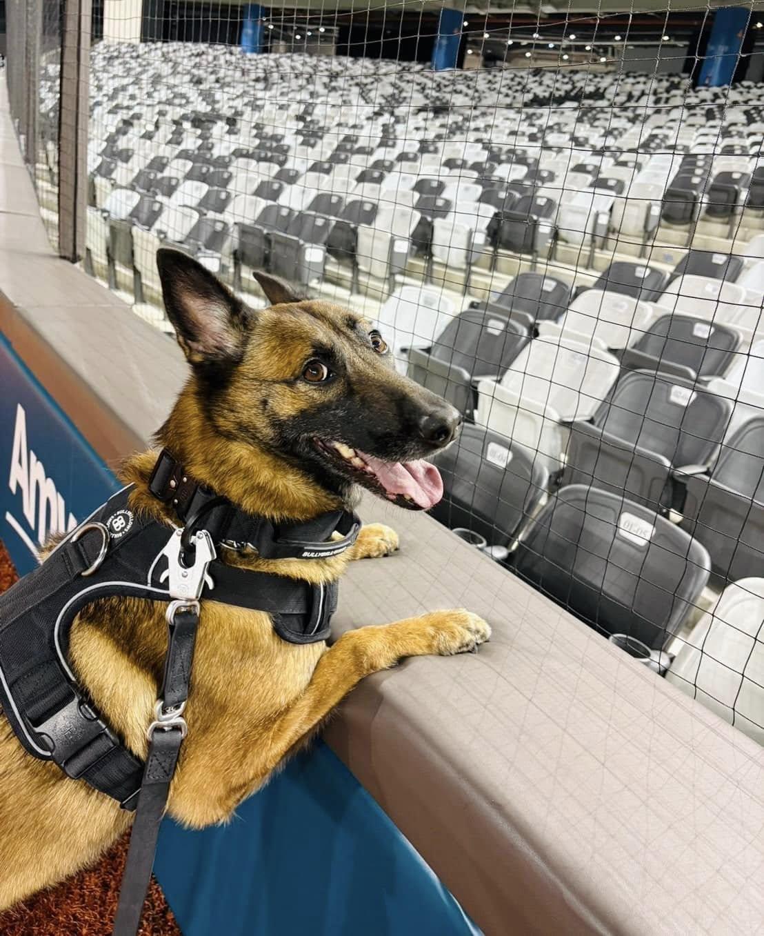 警犬隊一早出勤巡視大巨蛋。（圖／翻攝臉書粉專　新北市政府警察局警犬隊）