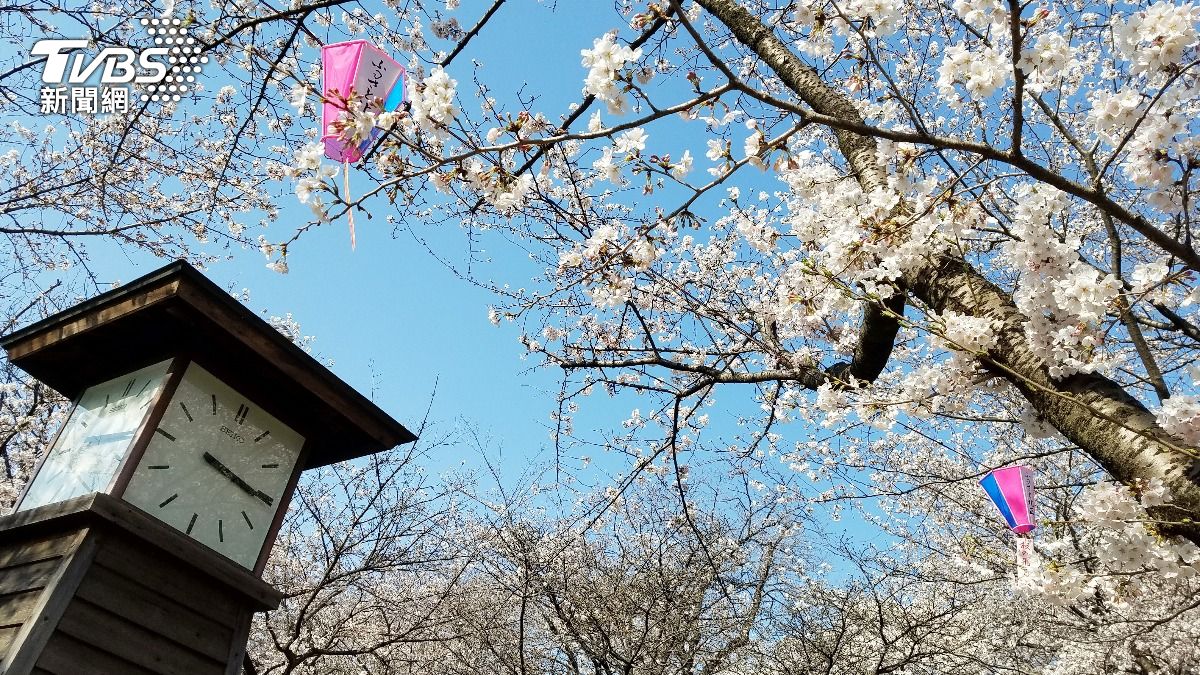 日本櫻花季倒數!東京最快3/21開花 各地預測時間一次看