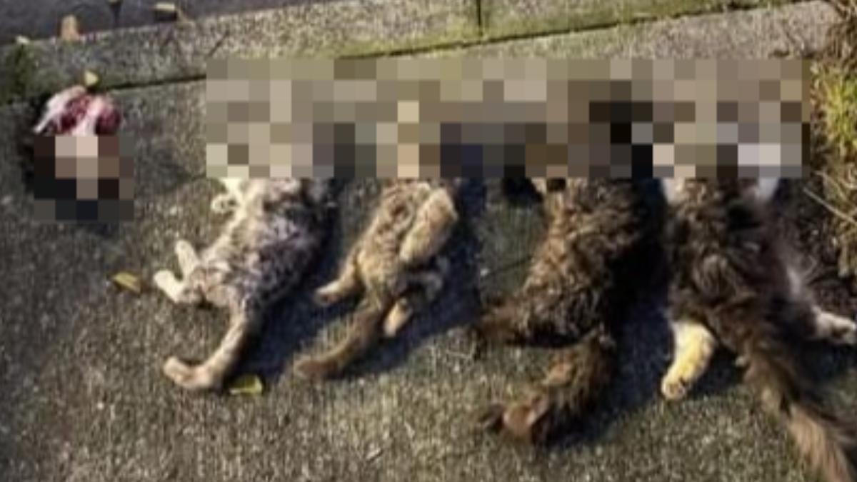 「貓咪賣不掉」新北運將鐵鎚奪6貓命 輕判7月罰20萬