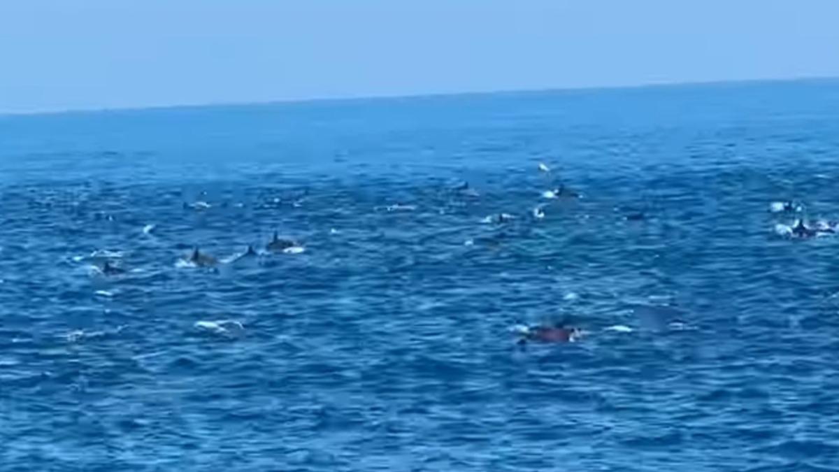 超難得一見的海豚群穿梭海面，船長果斷熄火共賞壯觀奇景。（翻攝自項彥豪臉書）