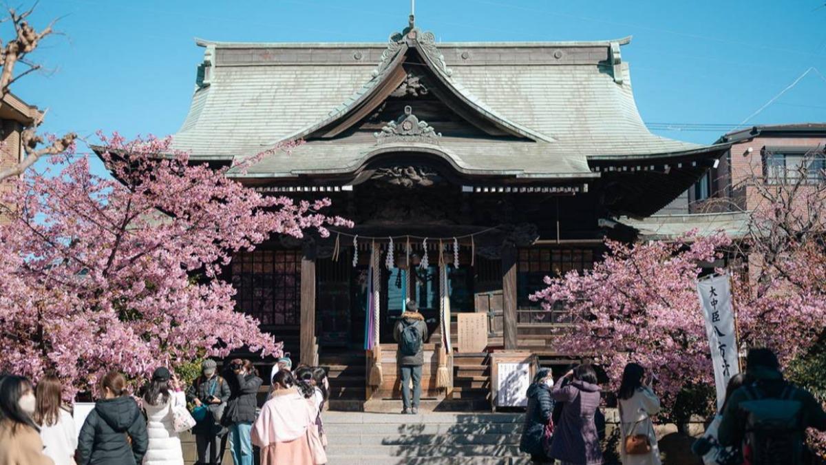 東京「櫻神宮」位於東京都世田谷區，每年２月下旬至３月上旬的河津櫻花季到來時，神社內一片粉嫩紛飛。（圖／Pengu Travel 提供）